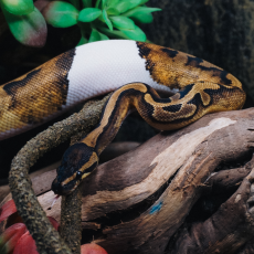 Королевский питон Blade Piebald