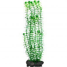 Растение аквариумное Tetra Anacharis L утяжелителем, 30 см