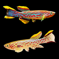 Афиосемион Гарднера (Fundulopanchax gardneri)