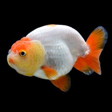 Золотая рыбка Львиноголовка ассорти M (Carassius auratus)