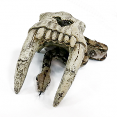 Удав обыкновенный Boa constrictor, S-M (Германия)