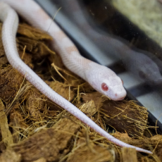 Маисовый полоз peppermint (Amelanistic & Cinder)