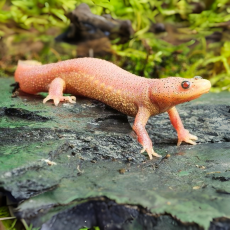 Тритон испанский золотой (S) (Pleurodeles waltl albino)