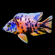 Аулонокара мультиколор (L) (Aulonocara sp. «Multicolor»)
