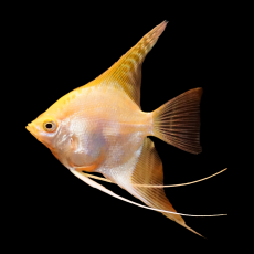 Скалярия Манакапуру голд (S) (Pterophyllum scalare manakapuru)