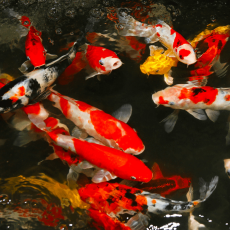 Карп кои XXL (45-50 см) (Cyprinus Carpio)
