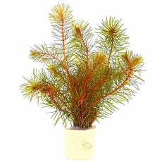 Ротала Валлиха (в горшке) (Rotala wallichii)