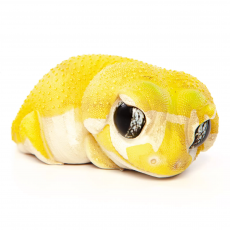 EXOPRIMA Фигурка геккона, жёлтая