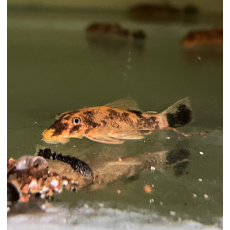 Сом Анциструс черепаховый (Ancistrus dolichopterus)