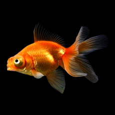 Золотая рыбка Телескоп бабочка красный (SM) (Carassius auratus sp.)