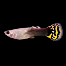 Гуппи Дракон тукседо (самка) (Poecilia reticulata)