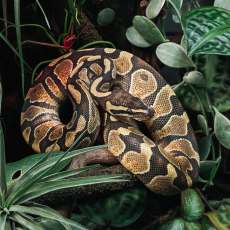 Королевский питон Enchi Asphalt/YB
