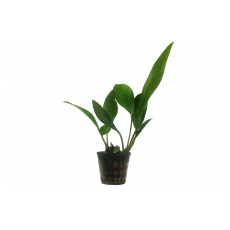 Анубиас ланцеолята (в горшке) (Anubias lanceolata)
