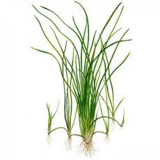 Валлиснерия натанс (с грузом)