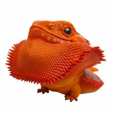 Коллекционная фигурка Бородатая агама оранжевая (pogona vitticeps orange) большая