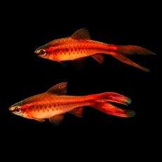 Барбус вишневый вуалевый (Puntius titteya)