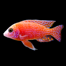 Аулонокара земляничная (L) (Aulonocara sp.)