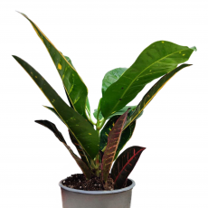 Кротон Петра (Codiaeum variegatum cv. Petra)