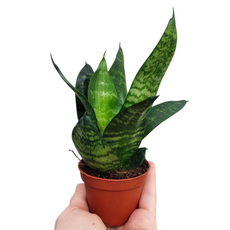 Гринмикс мини