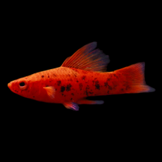 Меченосец тигровый флаговый (Xiphophorus hellerii var.)