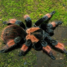 Паук-птицеед Br. emilia L 2-3 линька