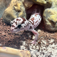 Гемитеконикс oreo white