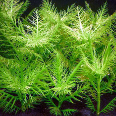 Гигрофила бальзамика (в горшке) (Hygrophila balsamica)