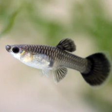 Гуппи чернохвостые (самка) (Poecilia reticulata)