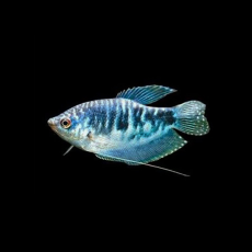 Гурами мраморный XL (Trichopodus trichopterus)