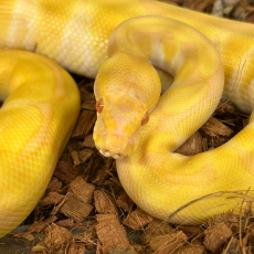 Королевский питон Albino Poss YB, M