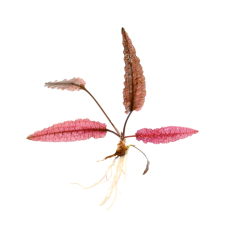 Криптокорина Фламинго (шт) (Cryptocoryne sp. Flamingo)
