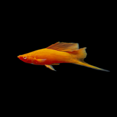 Меченосец Рубин флаговый (Xiphophorus hellerii var.)