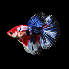 Петушок Супердельта Кои (самец) (Betta splendens)