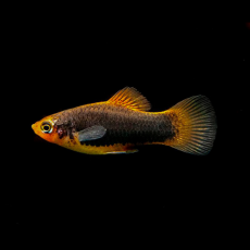 Пецилия черная (Xiphophorus maculatus)
