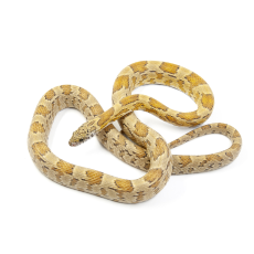 Полоз маисовый Caramel phet cinder
