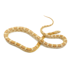 Полоз маисовый Hypo caramel