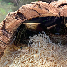 Полоз маисовый Tessera Caramel