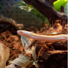 Полоз маисовый butter stripe