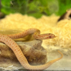 Полоз узорчатый Albino, S