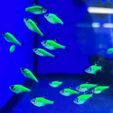 Пристелла GLO зеленая (Pristella maxillaris Green)