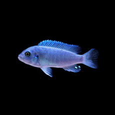 Псевдотрофеус зебра голубая Cobalt Blue M (Maylandia callainos Cobalt Blue)