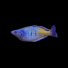 Радужница Боэсмена (самцы) (Melanotaenia boesemani)