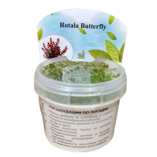 Ротала Батерфляй (Rotala Butterfly) (меристема)