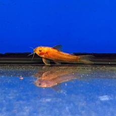 Сом аспидорас супер ред (Aspidoras spilotus)