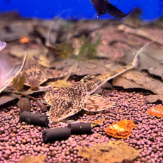 Сом лорикария Амапа (Loricaria simillima Amapa)