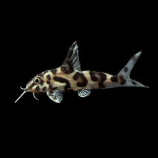 Сом синодонтис мультипунктатус*декорус гибрид (S. mulitpunctatus x s. decorus)