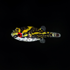 Тетрадон красноглазый (Carinotetraodon lorteti)