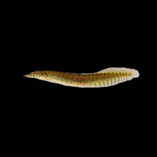 Угорь макрогнатус зебровый (Macrognathus zebrinus)