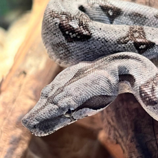 Удав Pastel phet. Kahl albino