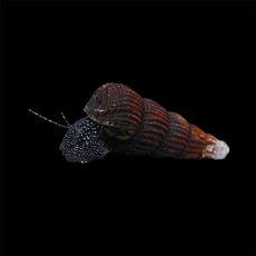 Улитка Тиломелания Кролик в белую точку (Tylomelania patriarchalis)